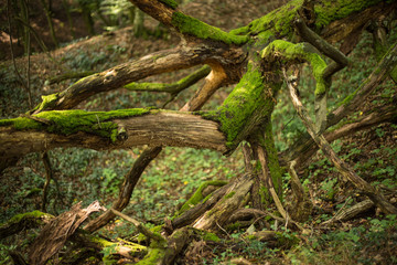 Old forest near White stone castle, Slovakia, Svaty Jur