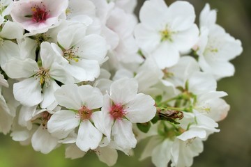 Close-up of white Sakura flowers in spring with blurred background