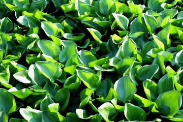 A group of water hyacinth plant growing on the water surface with dark background and sun light 