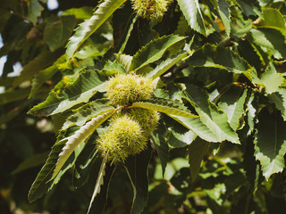 Sweet chestnut or castanea sativa with fruits in their husks with spiny cupules