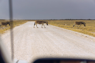 zebras road view from car namibia