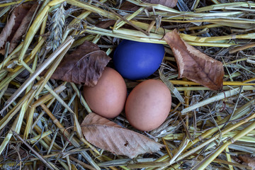Three Chicken Eggs in Straw One Egg is Different Color - Blue 