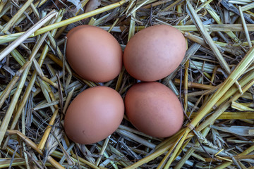 Four Chicken Eggs in Straw