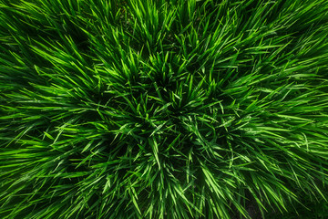 Green juicy grass close-up. Background of green young grass. Green grass background. Young growing rice. Top view.