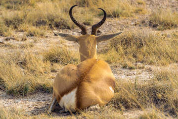 springbock back from behind namibia etosha
