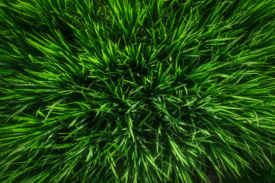 Green juicy grass close-up. Background of green young grass. Green grass background. Young growing rice. Top view.