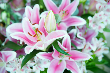 Fototapeta na wymiar Pink lily flowers bouquet background