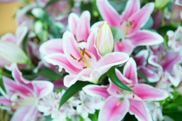 Fototapeta premium Pink lily flowers bouquet background