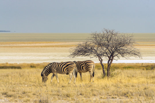 etosha pan desert zebras eating grass