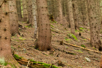Spruce monoculture