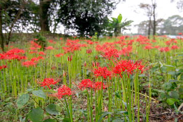 七ツ森古墳の彼岸花