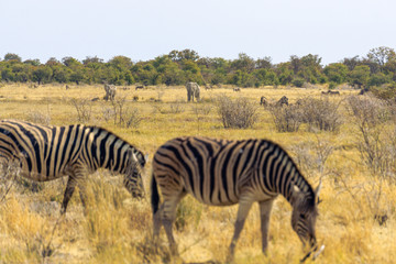 Fototapeta na wymiar elephants walking and zebras in foreground