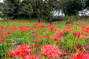 七ツ森古墳の彼岸花