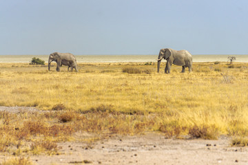 two elephants walking desert