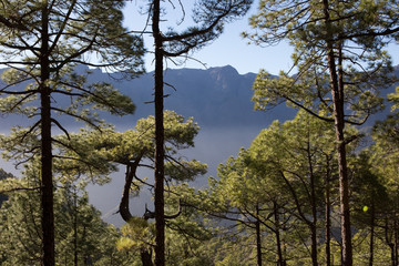 View of a forest with mist