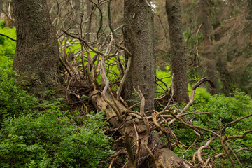 Fallen tree