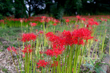 七ツ森古墳の彼岸花