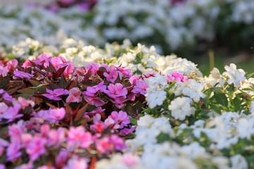 Multi-colored flowers Impatiens walleriana in the Park