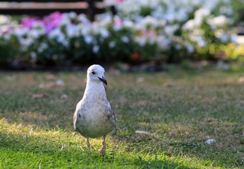 Larus argentatus chick in the Park