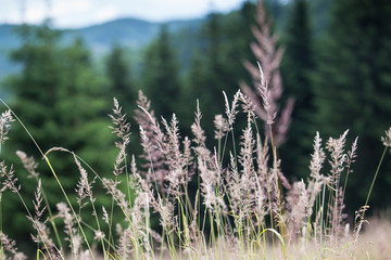 Fototapeta premium Meadows in Slovakia Paradise, Kopanec