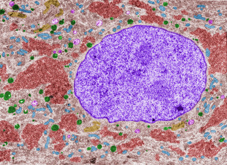 Superior cervical ganglion neuron