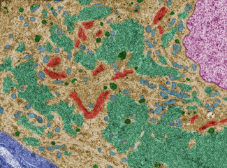 Cytoplasm of neuron