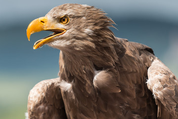 Adler