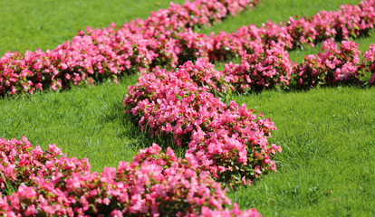 Obraz premium pink flowers in the european Garden