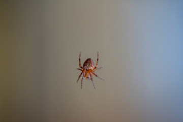 A spider sits on its web