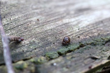 Der kleine Wasserkugelspringer beim fressen der kleinsten Algen