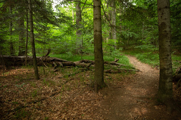 Path in old growth forest