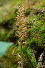 Orchid in old growth forest and reservation Udava, Slovakia