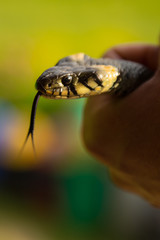 Snake in hand