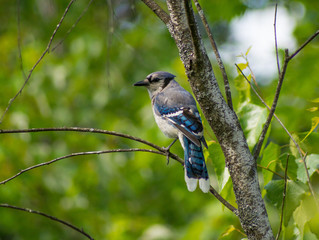 Blue Jay