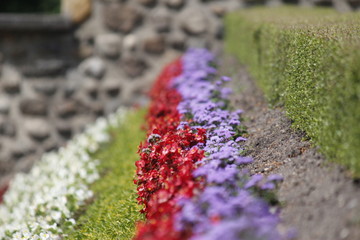 Fleurs d'illustration