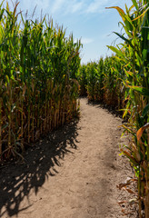 Naklejka premium Winding Dirt Path Inside Corn Maze in the Fall