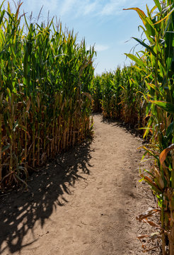 Winding Dirt Path Inside Corn Maze in the Fall