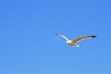 Fototapeta na wymiar Seagull flying in the sky with wide open wings.