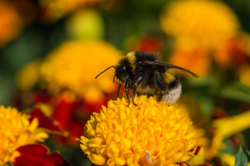 bumblebee on a flower