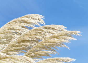Close up of White Pampas Grass against a blue sky at the beach in Northern California on a moderately windy day.