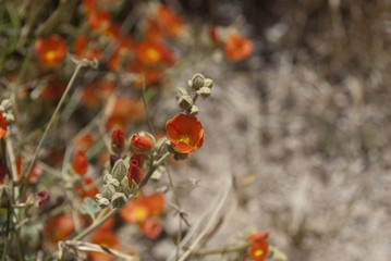 Wüstenblume