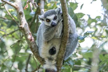 Ring-tailed Lemur (Katta, Lemur catta)