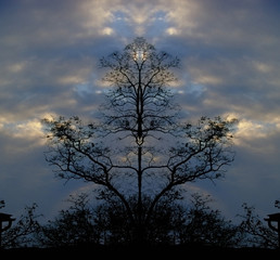 Obraz na płótnie Canvas Surreal trees at the dusk. 3D rendering