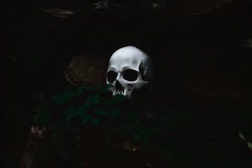 White human skull in a dark forest nook, spooky and mysterious, Halloween concept 