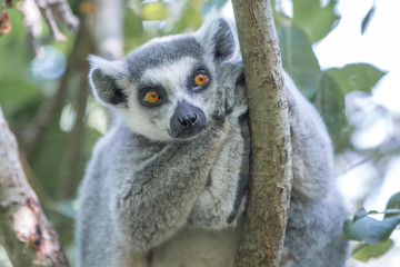 Ring-tailed Lemur (Katta, Lemur catta)