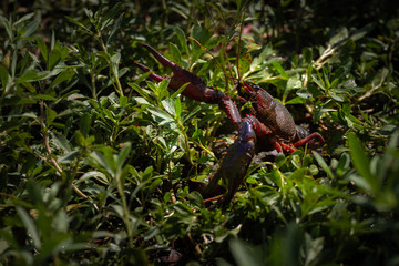 ecrevisse de louisiane