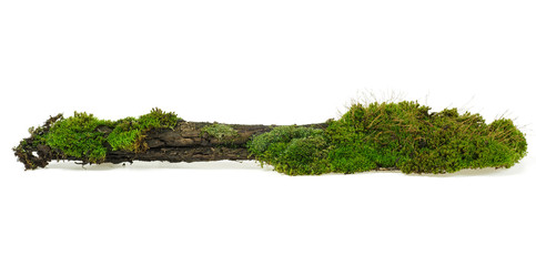 Green moss on rotten branch, white background.