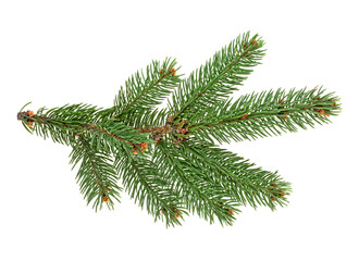 Closeup of fir branch isolated on a white background