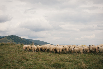 Obraz premium Hiking in the Low Tatra mountains in Slovakia, almost alone on the ridgeway, only majestic mountains