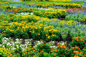 久住の秋の寄せ植え花壇